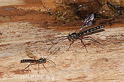 Rhyssa persuasoria (F268185)