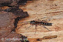 Rhyssa persuasoria (F268187)