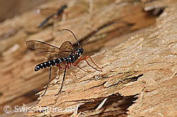 Rhyssa persuasoria (F268202)