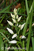 Langblättriges Waldvögelein (Cephalanthera longifolia) (F268206)