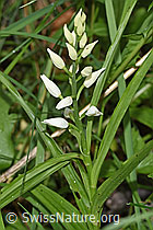Langblättriges Waldvögelein (Cephalanthera longifolia) (26.05.2024, F268208)