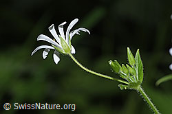 Gewöhnliche Hain-Sternmiere (Stellaria nemorum) (F268228) Gewöhnliche Hain-Sternmiere (Stellaria nemorum) (F268228)