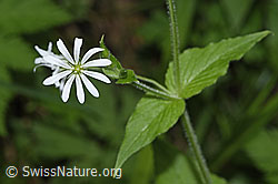 Gewöhnliche Hain-Sternmiere (Stellaria nemorum) (26.05.2024, F268230)