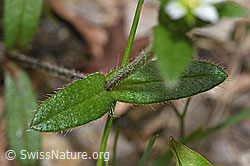 Gewöhnliches Hornkraut (Cerastium fontanum ssp. vulgare) (F268264)