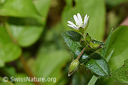 Gewöhnliches Hornkraut (Cerastium fontanum ssp. vulgare) (F268266)