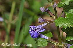 Gemeine Gundelrebe (Glechoma hederacea) (26.05.2024, F268269)