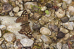 Waldbrettspiel (Pararge aegeria) (26.05.2024, F268289)