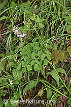 Akeleiblättrige Wiesenraute (Thalictrum aquilegiifolium) (26.05.2024, F268295)