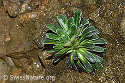 Photo: Saxifraga mutata