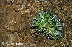 Photo: Saxifraga mutata