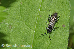 Macrophya alboannulata (Blattwespe) (26.05.2024, F268299)