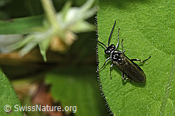Macrophya alboannulata (Blattwespe) (F268301)