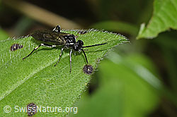 Macrophya alboannulata (Blattwespe) (26.05.2024, F268302)