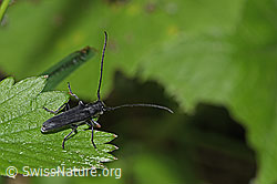 Zylindrischer Walzenhalsbock (Phytoecia cylindrica) (F268305) Zylindrischer Walzenhalsbock (Phytoecia cylindrica) (F268305)