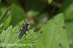Zylindrischer Walzenhalsbock (Phytoecia cylindrica) (26.05.2024, F268306)