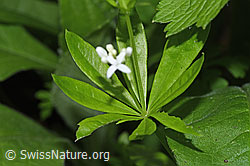 Foto: Echter Waldmeister (Galium odoratum)