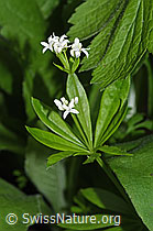 Foto: Echter Waldmeister (Galium odoratum)