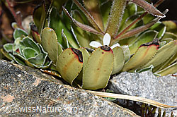 Photo: Saxifraga cotyledon
