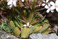 Photo: Saxifraga cotyledon