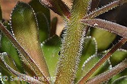 Photo: Saxifraga cotyledon