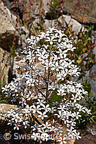 Photo: Saxifraga cotyledon
