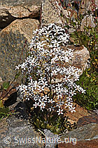 Photo: Saxifraga cotyledon
