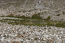 Tümpel in kargem Gletschervorfeld (25.07.2024, F276755) Tümpel in kargem Gletschervorfeld (25.07.2024, F276755)