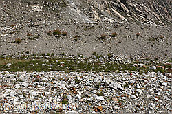 Tümpel in kargem Gletschervorfeld (25.07.2024, F276756) Tümpel in kargem Gletschervorfeld (25.07.2024, F276756)