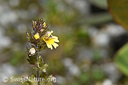 Zwerg-Augentrost (Euphrasia minima) (07.2024, F276770)
