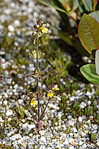 Zwerg-Augentrost (Euphrasia minima) (07.2024, F276774)