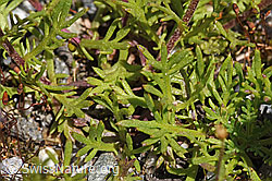 Moschus-Schafgarbe (Achillea erba-rotta) (F276802)