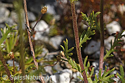 Moschus-Schafgarbe (Achillea erba-rotta) (F276804)