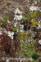 Moschus-Schafgarbe (Achillea erba-rotta) (F276805)