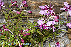 Fleischers Weidenröschen (Epilobium fleischeri) (07.2024, F276811)