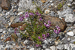 Fleischers Weidenröschen (Epilobium fleischeri) (07.2024, F276815)