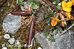 Alpen-Hornklee (Lotus alpinus) (07.2024, F276826)