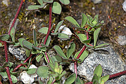 Alpen-Hornklee (Lotus alpinus) (F276830) Alpen-Hornklee (Lotus alpinus) (F276830)