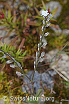 Alpen-Vergissmeinnicht (Myosotis alpestris) (07.2024, F276844)