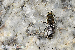Foto: Hornklee-Felsenbiene (Hoplitis loti)