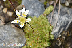 Moosartiger Steinbrech (Saxifraga bryoides) (07.2024, F276853)
