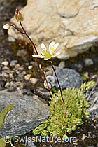 Moosartiger Steinbrech (Saxifraga bryoides) (07.2024, F276856)