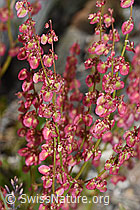 Schildblättriger Ampfer (Rumex scutatus) (07.2024, F276862)
