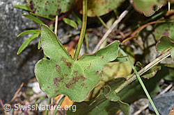 Photo: Rumex scutatus