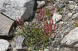 Schildblättriger Ampfer (Rumex scutatus) (07.2024, F276868)