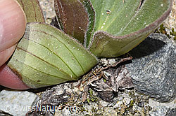 Arnika (Arnica montana) (F276875)
