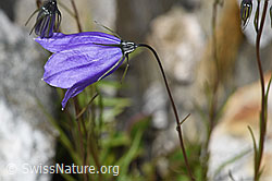 Scheuchzers Glockenblume (Campanula scheuchzeri) (07.2024, F276881)