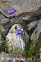 Scheuchzers Glockenblume (Campanula scheuchzeri) (07.2024, F276888)