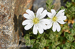 Einblütiges Hornkraut (Cerastium uniflorum) (F276926) Einblütiges Hornkraut (Cerastium uniflorum) (F276926)