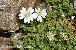 Einblütiges Hornkraut (Cerastium uniflorum) (F276930) Einblütiges Hornkraut (Cerastium uniflorum) (F276930)