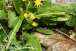 Alpen-Goldrute (Solidago virgaurea ssp. minuta) (F276936)